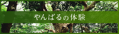 やんばるの体験