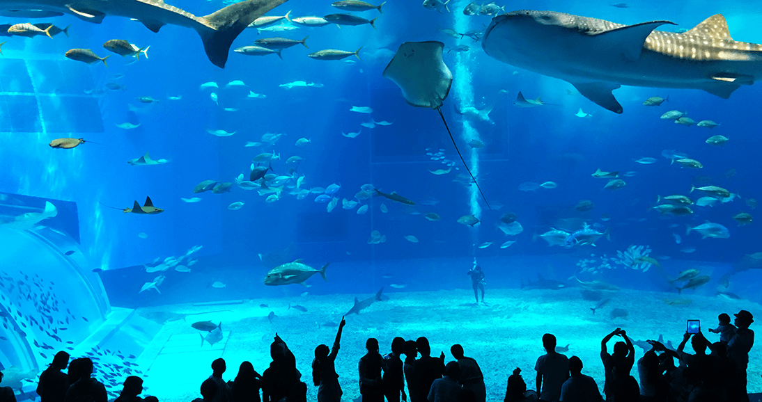 沖縄美ら海水族館