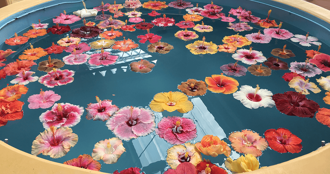 伊江島ハイビスカス園