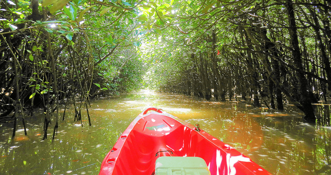 東村ふれあいヒルギ公園