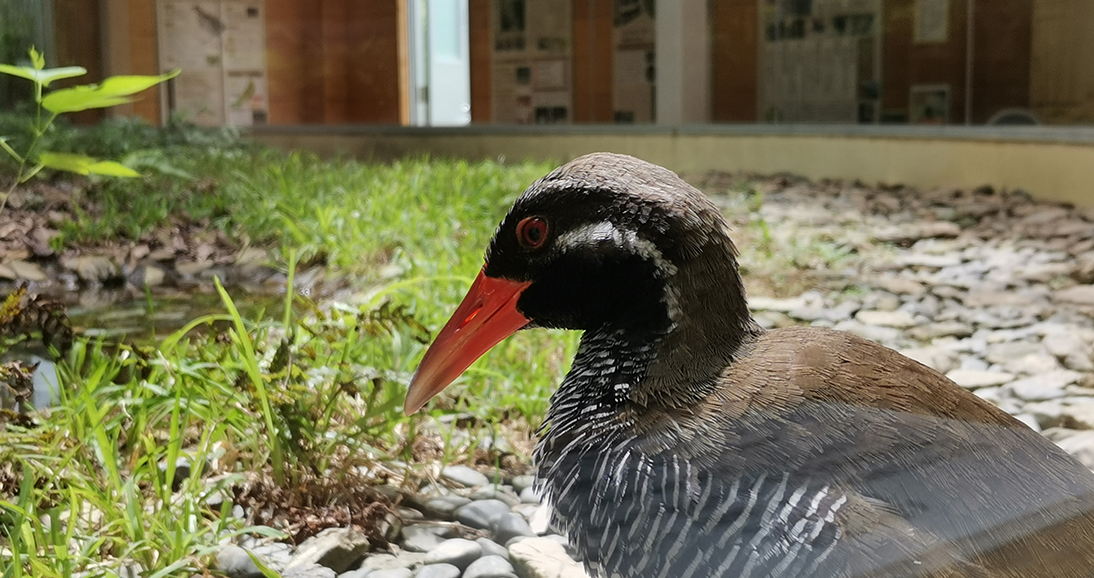 ヤンバルクイナ生態展示学習施設